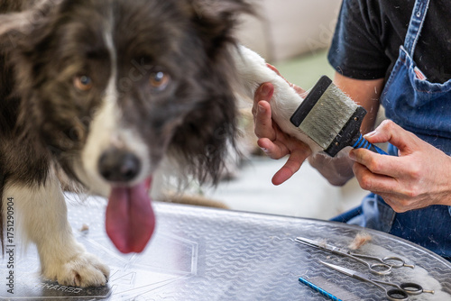 Groomer brushing border collie dog paw in pet salon