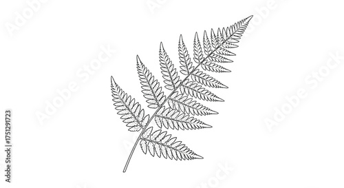 A delicate fern frond unfolds its intricate beauty with a detailed outline.