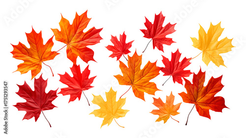 Collection of autumn maple leaves in red, orange, and yellow tones isolated on a transparent white background, clipping path