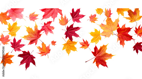 Collection of autumn maple leaves in red, orange, and yellow tones isolated on a transparent white background, clipping path