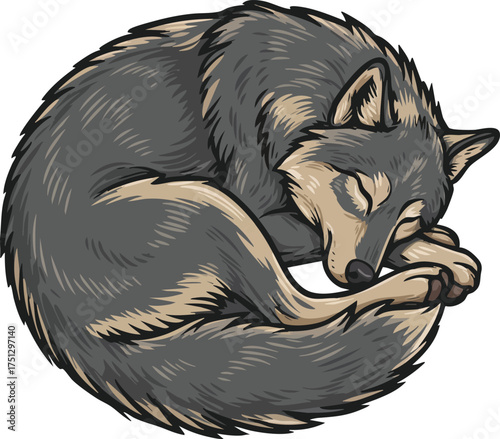 Sleeping wolf curled up in peaceful resting position with detailed fur shading vector illustration 