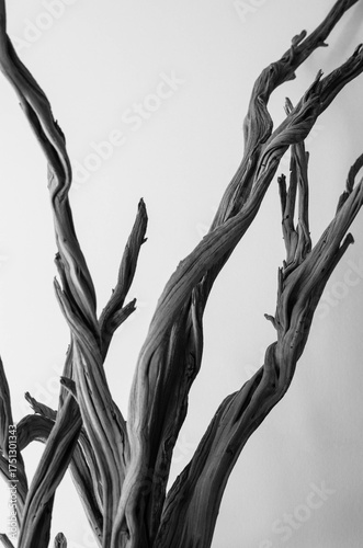 dead tree branches