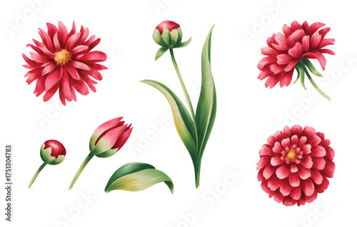 Watercolor hand painted red gaillardia and tulip blossoms with green leaves, isolated on white background.