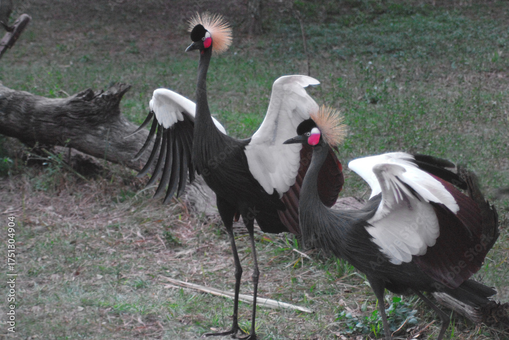 Obraz premium birds-africa-close-up-two-beautiful-colorful-black-crowned-cranes-wings-open