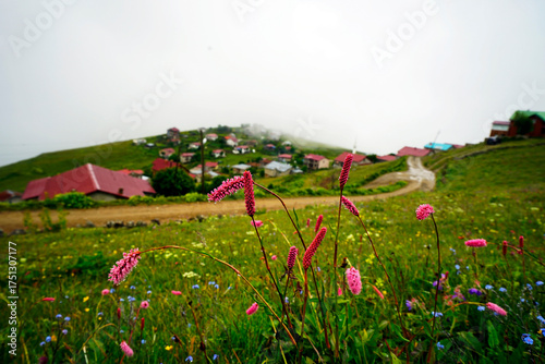 The Black Sea region in eastern Türkiye is famous for its high mountain plateaus, the most popular of which are the Uzungöl and Sultan Murat plateaus.01.08.2025, Trabzon,Türkiye