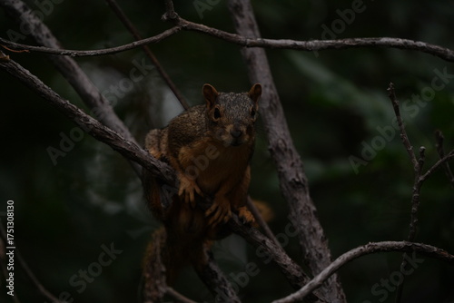 Squirrel 