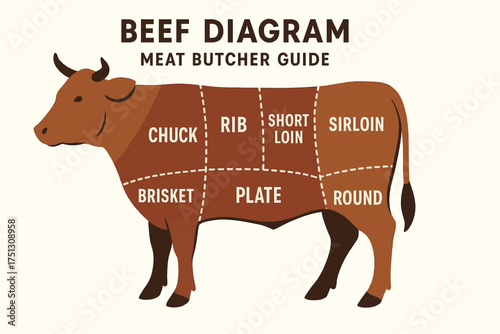 Beef diagram: meat butcher guide displaying cuts of chuck, rib, loin, sirloin, brisket, plate, round