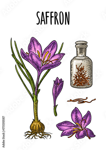 Bottle with saffron dry threads. Plant with flower and corms. Engraving color vintage vector illustration isolated on white background.