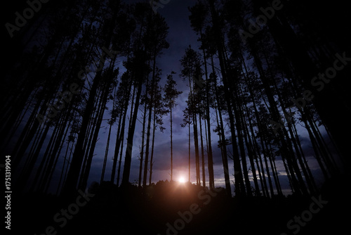 The long-awaited dawn in the dark mystical forest
