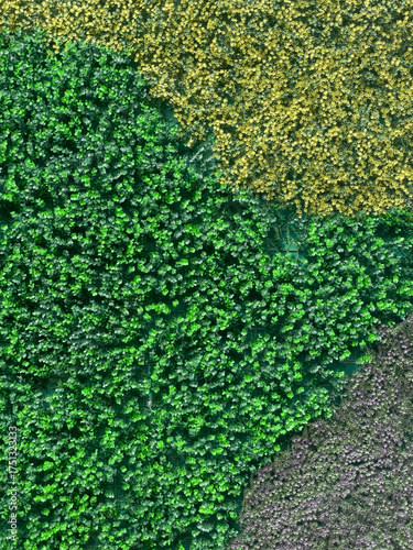 Fototapeta Aerial View Of Green And Yellow Trees In Forest At Daytime, Concept Of Natural D