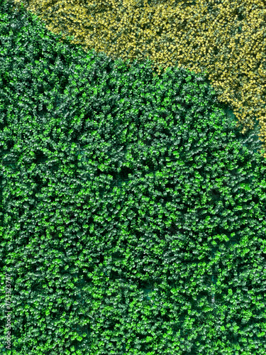 Fotografie Aerial View Of Green And Yellow Forest Texture In Nature At Daytime, Concept Of