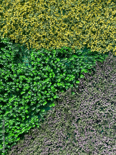 Fototapeta Aerial View Of Green Yellow And Purple Plants In Nature At Daytime, Concept Of E