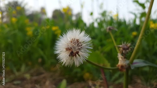 Dandelion flower in a field