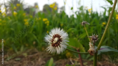 Dandelion flower in a field