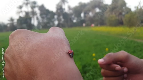 Ladybug exploring on human hand in a sunny vibrant meadow, symbolizing nature connection and organic life, showcasing a healthy green farm with yellow flowers