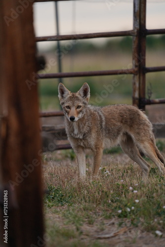 Coyote