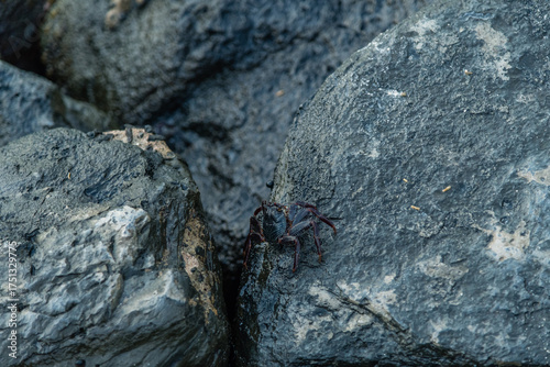 Fotografia Juvenile Sally Lightfoot Crab at the Waikiki Beach, Honolulu, Oahu, Hawaii
