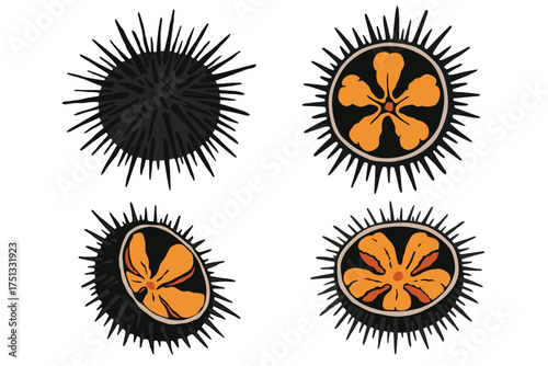 Sea urchin isolated on white background	