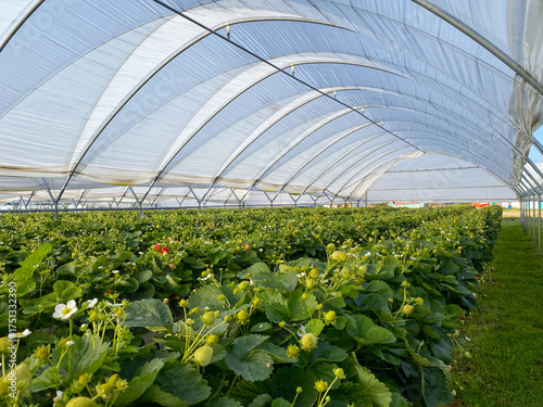 Rows of vibrant green strawberry plants with white flowers and developing fruit under a bright polytunnel roof