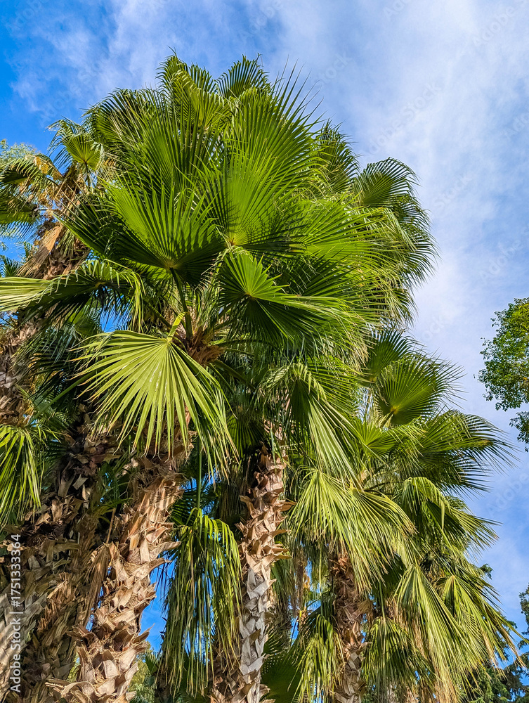 Φωτογραφία Lush green Washingtonia palm trees against blue sky in Antalya Turkey showing tropical vegetation and Mediterranean botanical beauty in summer