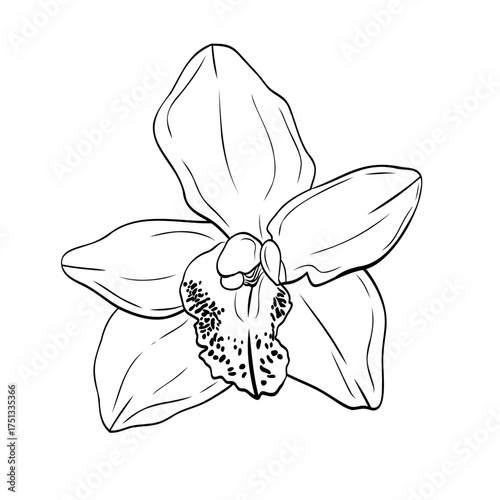 Vanilla flower, orchid phalaenopsis with large petals. Graphic line art hand drawn ink black and white illustration vector. Isolated object flower. For the cooking, spa, medicinal, tea, garden, beauty