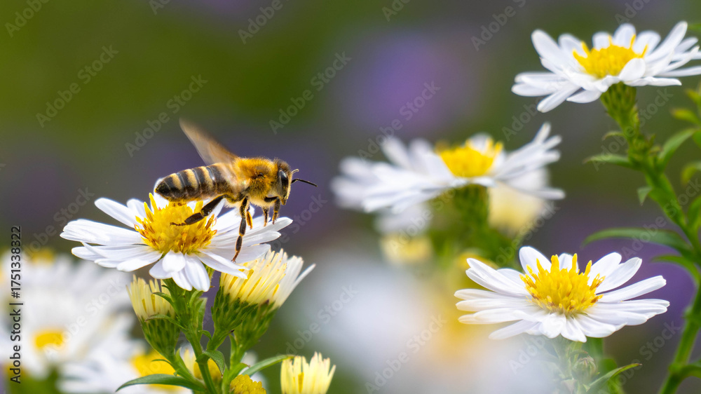 Obraz premium A dynamic shot of a honey bee in mid-air, preparing to land on a white and yellow aster flower to collect pollen.