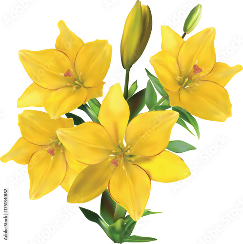 four yellow lily blooms on stem isolated on white