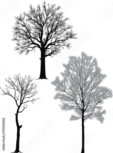different trees three silhouettes isolated on white