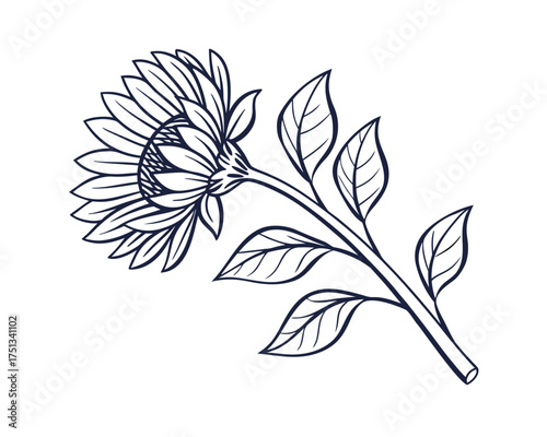 Elegant Sunflower Line Art Illustration Isolated on White Background Perfect for Botanical Designs and Creative Projects