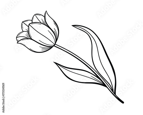 Elegant Tulip Flower Line Art Illustration for Spring Designs and Floral Decorations Black and White Outline Style