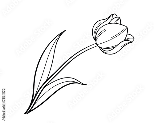 Elegant Tulip Flower Outline Illustration on White Background for Spring and Floral Designs Minimalist Style Black and White