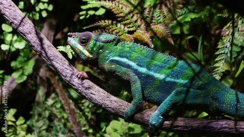A stunning close-up of a male Panther Chameleon or Furcifer pardalis displaying brilliant green, blue, and yellow patterns. The lizard is perfectly camouflaged in its tropical terrarium habitat