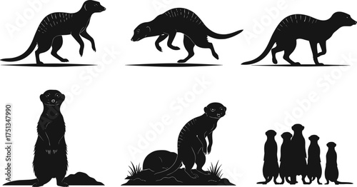 Meerkat silhouette, standing meerkats, walking meerkat, alert posture, animal group, wildlife vector, desert mammal, black shape, social behavior, illustration