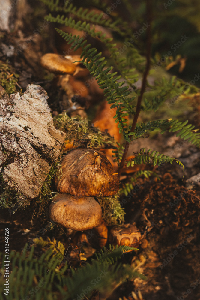 Obraz premium A close-up, vertical shot of a small cluster of brown-capped mushrooms growing out of a mossy, decaying log or tree stump