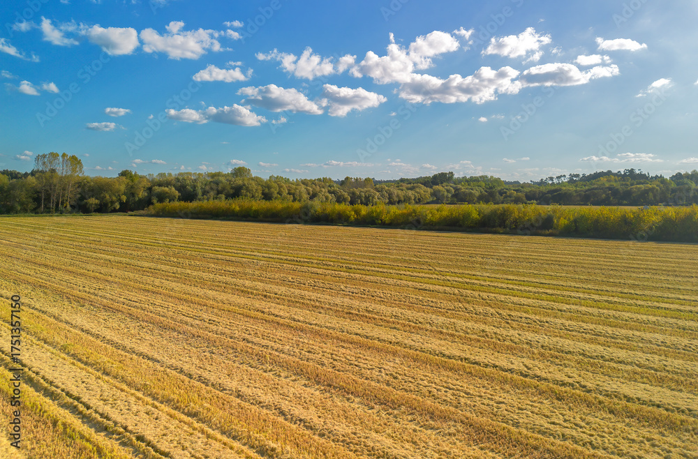 Fototapeta premium Campos de arroz depois da colheita 