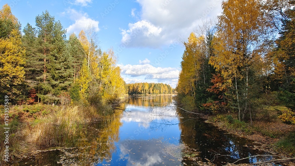 Fototapeta premium Oak, birch, pine and spruce trees grow along the riverbanks. In autumn, the trees have yellow and red leaves. Reeds grow in the water. There are fallen leaves in the water Sunny weather and a blue sky