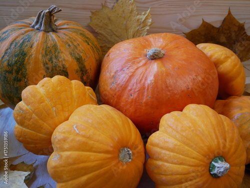Wallpaper Mural Two ripe orange pumpkins on a rustic wooden table surrounded by yellow maple leaves. Cozy autumn still life and Halloween concept Torontodigital.ca