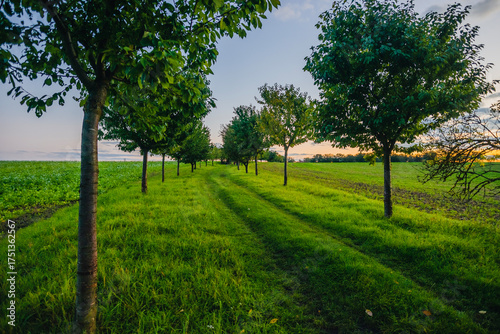 A road through a young orchard with small trees leading toward a colorful sunset sky with orange clouds and a peaceful rural atmosphere.