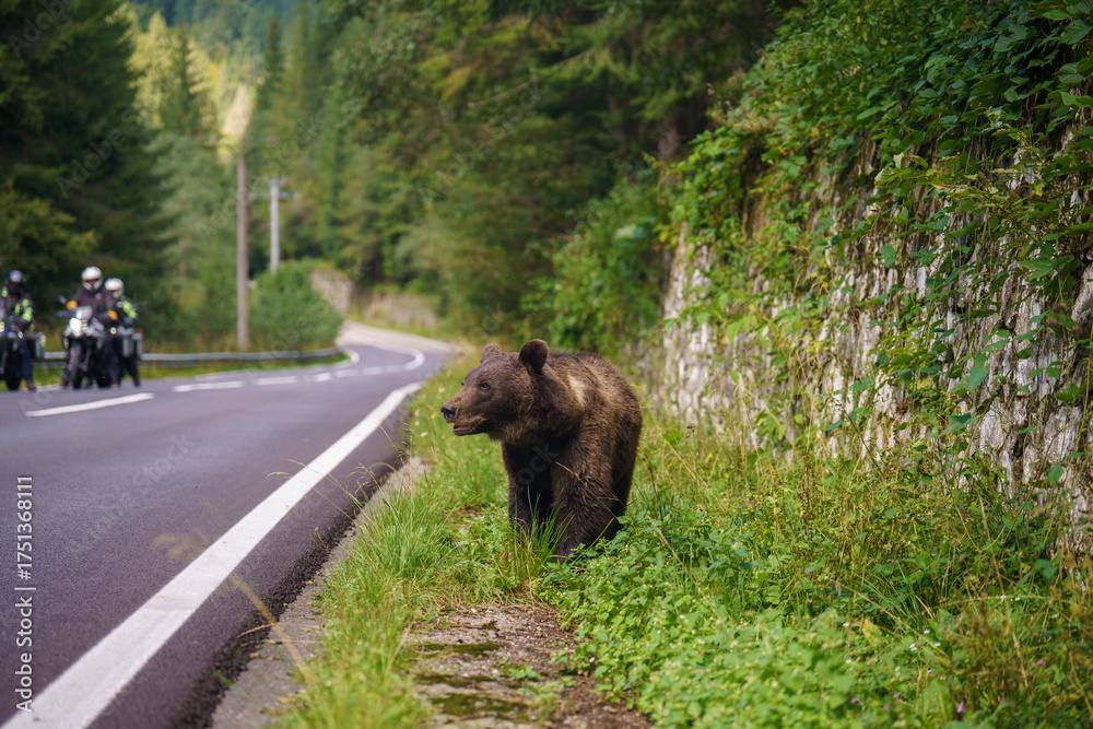 Fototapeta premium niedzwiedz brunatny Ursus arctos rumunia