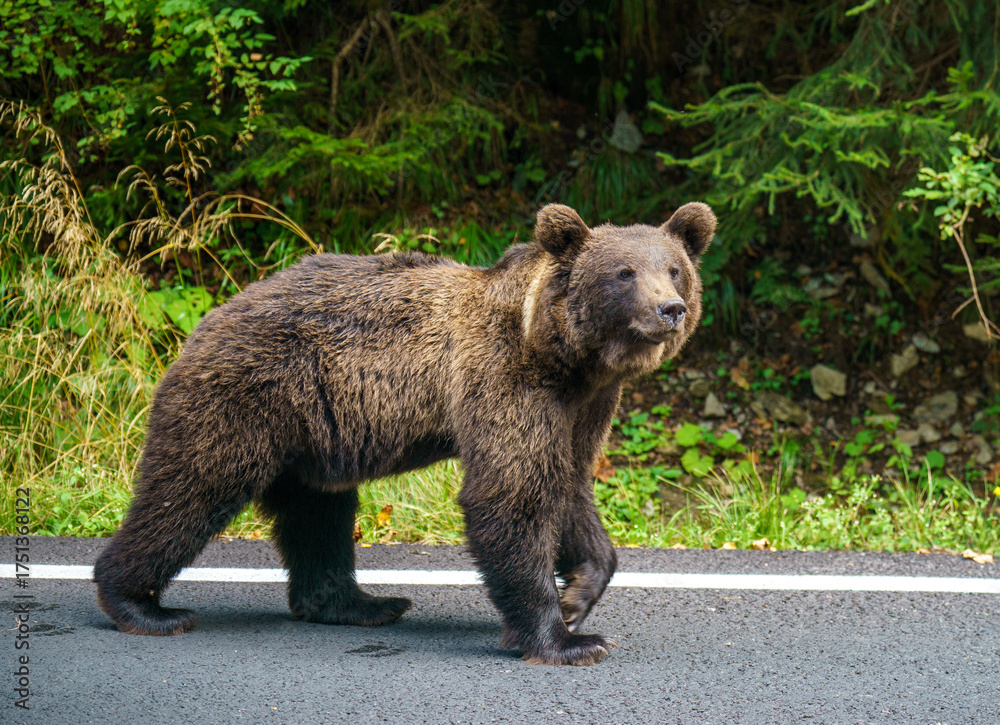 Fototapeta premium niedzwiedz brunatny Ursus arctos rumunia