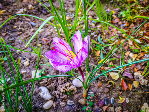 View of a blooming saffron flower