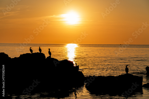 Stunning sunset over ocean as birds take in the view from rocky outcrops, perfect for travel blogs, nature documentaries, and peaceful coastal scenes