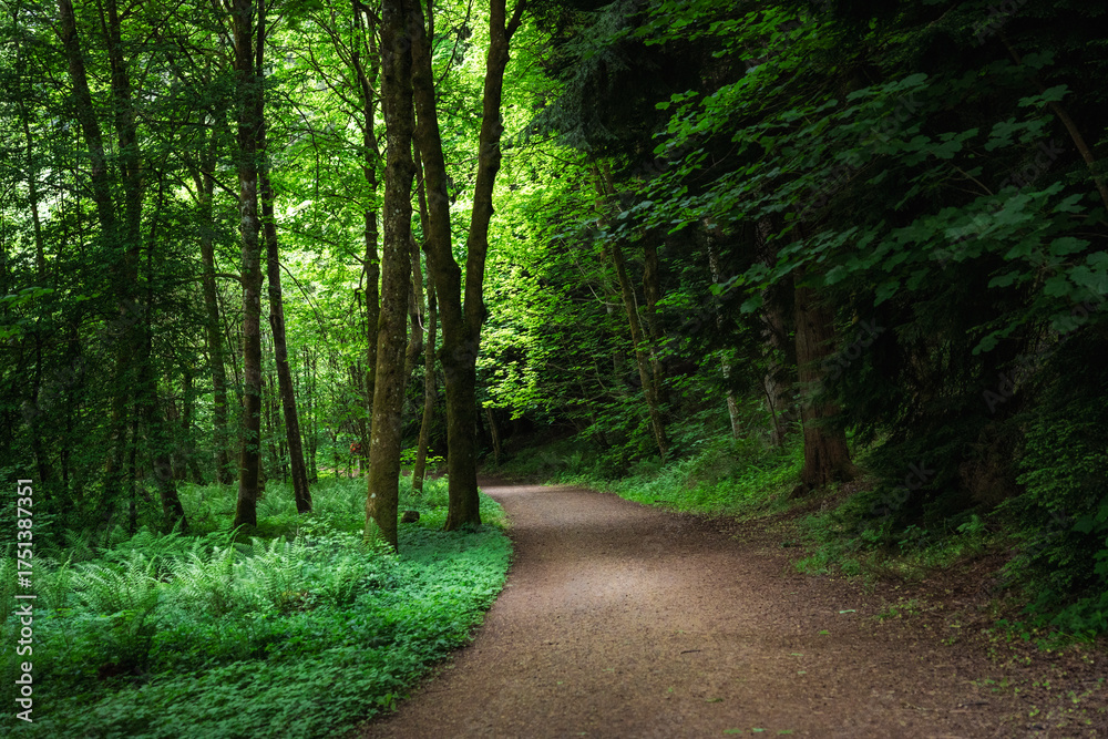 Fototapeta premium road in the woods
