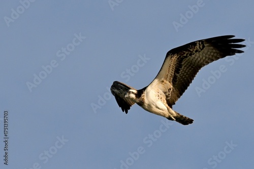 osprey in flight ミサゴさん