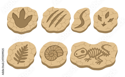 Ancient fossil collection featuring dinosaur tracks and prehistoric patterns