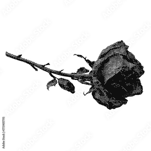 Modern grunge halftone effect dead rose design element. trendy gritty montage design icon