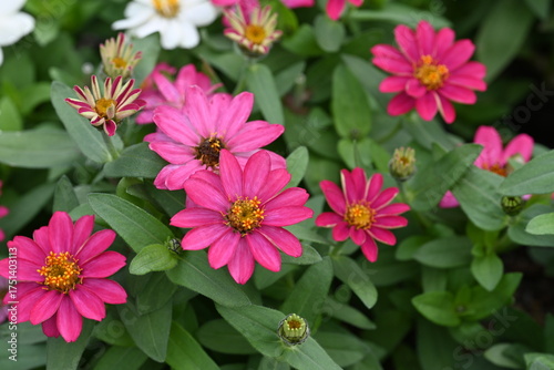 pink flowers in the garden