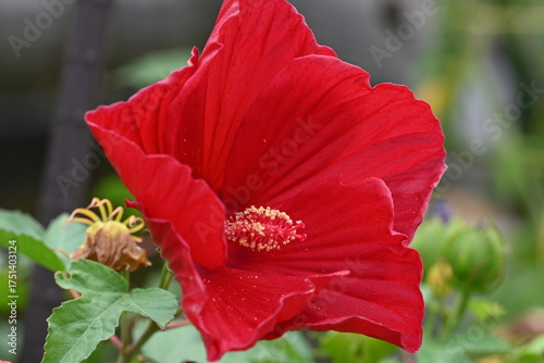 red flower
