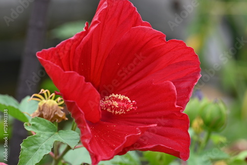 red flower