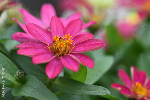 pink flower
